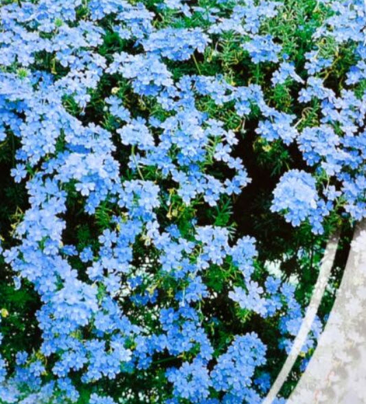 เวอร์บีนาเลื้อย (Trailing Verbena) สีฟ้าอ่อน / 200 เม็ด (Ukraine)