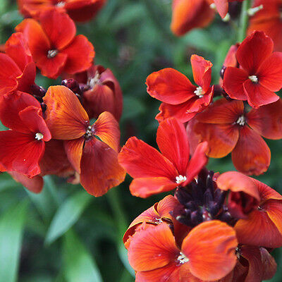 วอลฟลาวเวอร์ (Wallflower - Fire King) / 50 เม็ด (Australia)