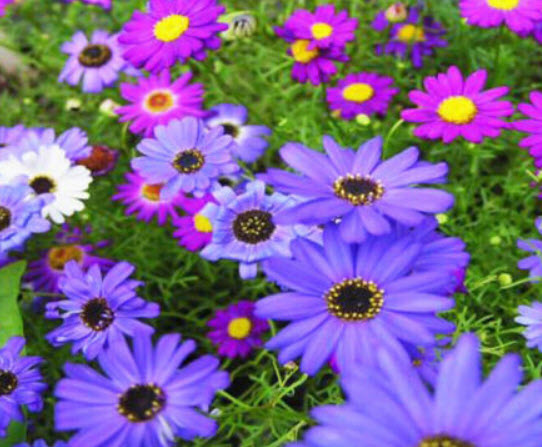 เดซี่ สวอน ริเวอร์ (Swan River Daisy) คละ / 5,000 เม็ด (UK)*