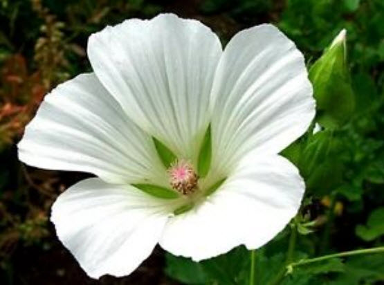 มาโลปขาว (White Malope) / 10 เม็ด (USA)