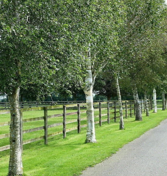 ซิลเวอร์ เบิร์ช (Silver Birch) / แพ็คใหญ่ 300 เม็ด (Spain)