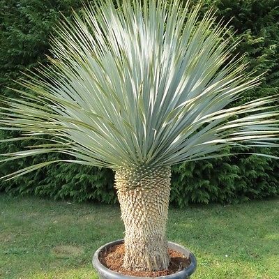 บีค ยุกค่า (Beaked Yucca) / 10 เม็ด (UK)
