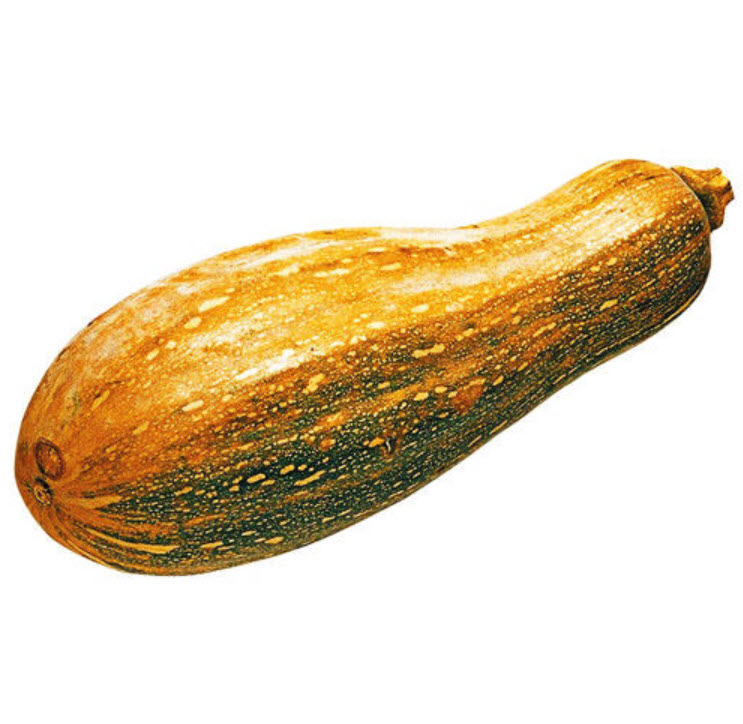 ฟักทองลูกยาว / ซอง 8 เม็ด (C044)