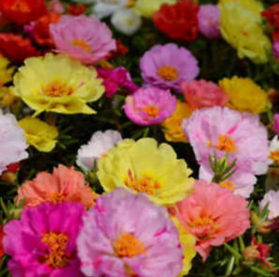 แพรเซี่ยงไฮ้ (Portulaca) ซ้อน คละสี / 1,200 เม็ด