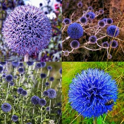 โกลบ ธิสเซิล (Globe Thistle) สีฟ้า / 70 เม็ด (China)