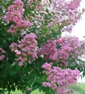 ต้นยี่เข่ง สีชมพู ถุงดำ สูง 50-60 ซ.ม. / ต้น