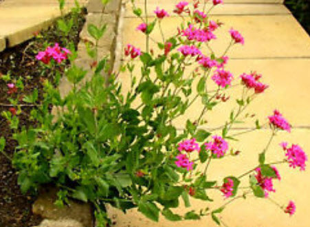 แคทฟลาย - คาร์มาย พิ้งค์ (Pink Carmine Catchfly) / 500 เม็ด (UK)