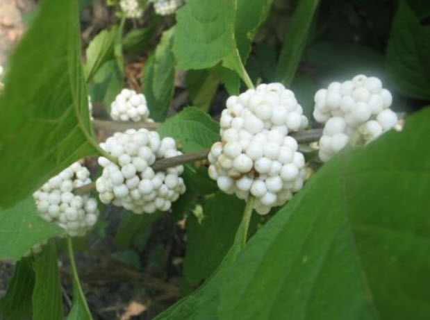 บิวตี้เบอรี่ (Beautyberry) สีขาว / 5 เม็ด (USA)