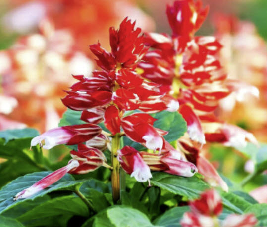 เสจ สีส้ม (Sage Scarlet - orange Bicolor) / 15 เม็ด (UK)