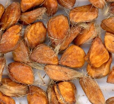 ด็อก โรส (Dog Rose) สีชมพูขาว / 10 เม็ด (UK)