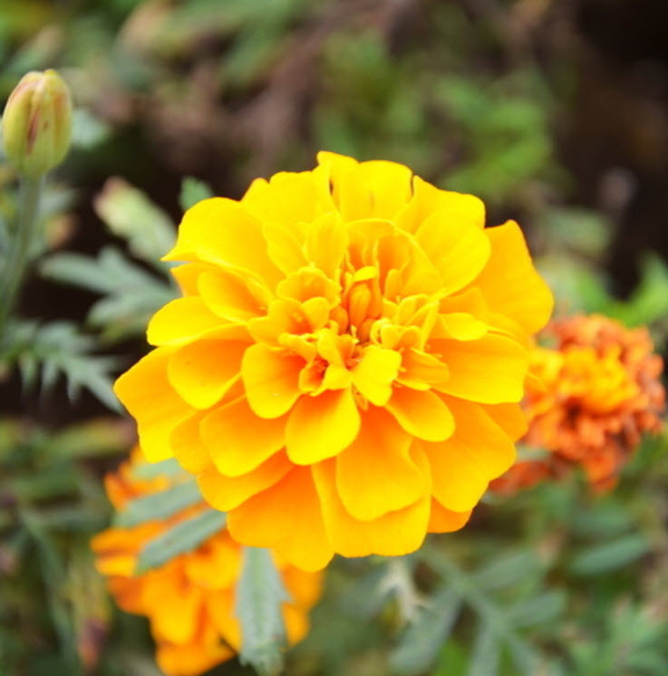 ดาวเรืองฝรั่งเศส สีเหลือง (A094) / ซอง 50 เม็ด