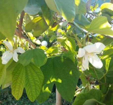 เสี้ยวดอกขาว / 10 เม็ด (Sri Lanka)