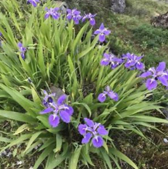 ไอริส (Iris) คละ / 100 เม็ด