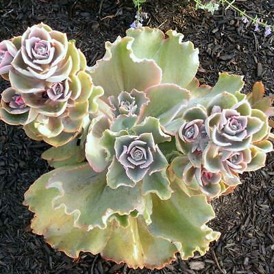 จอนควิลญี่ปุ่น (Japan Jonquil) / 200 เม็ด