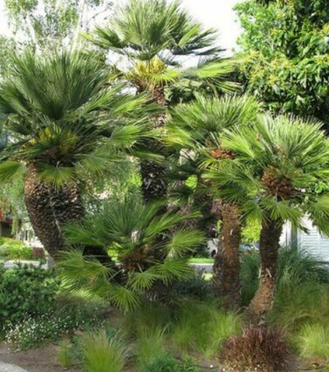 ปาล์มเมดิเตอเรเนียน (Mediterranean Palm) / 2 เม็ด (Italy)