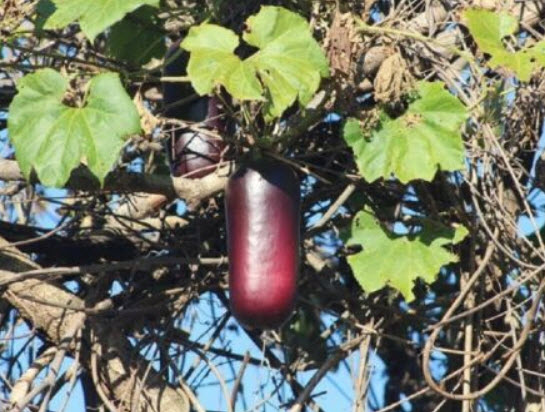 แตงคาซ่าบานานา (Cassabanana) / 5 เม็ด (France)