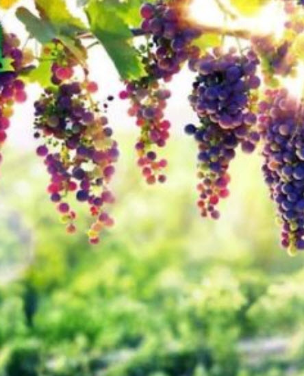 องุ่นลูกกลม (Grape) คละ / 50 เม็ด