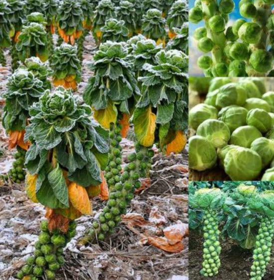 กะหล่ำดาว (Brussels Sprouts) / 200 เม็ด (นอก)