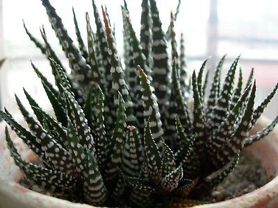 ฮาโวเทีย (Haworthia) คละ 13 แบบ / 200 เม็ด