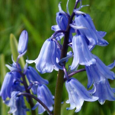 บลูเบลล์ (Bluebell) / 20 เม็ด (Malaysia)