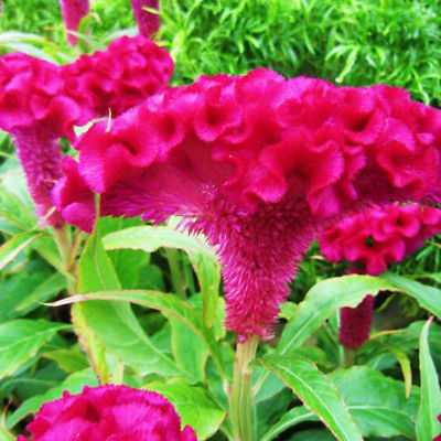 หงอนไก่ (Cockscomb) ดอกใหญ่ คละ / 100 เม็ด (China)