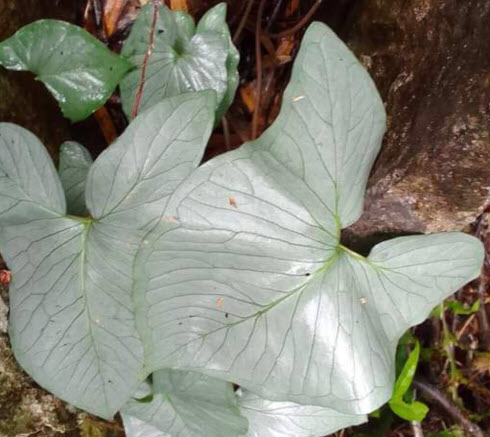 ต้นบอนใบเงิน หรือบอนเขาใบเงิน กระถาง 6 นิ้ว