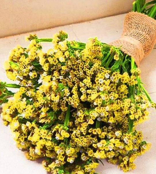 สแตติส (Statice) เหลือง / 130 เม็ด (UK)