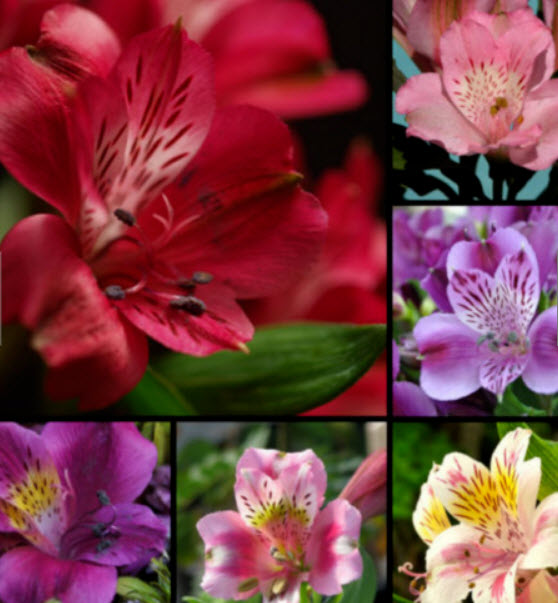 อัลสโตรมีเรีย (Alstroemeria) คละ / 50 เม็ด (นอก)