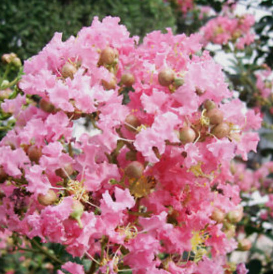 เมล็ดยี่เข่ง คละสี / 10 เม็ด (ไทย)