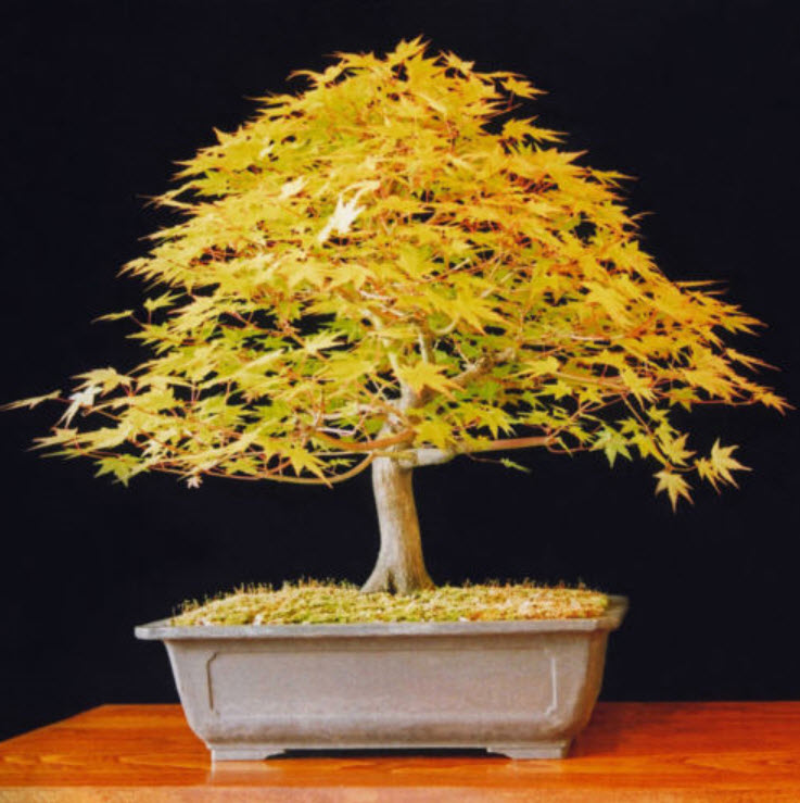 Japanese Maple Bonsai สีเหลือง / 20 เม็ด