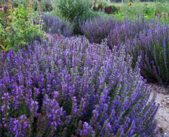 ฮิสซอฟ (Hyssop) / 1,000 เม็ด (UK)