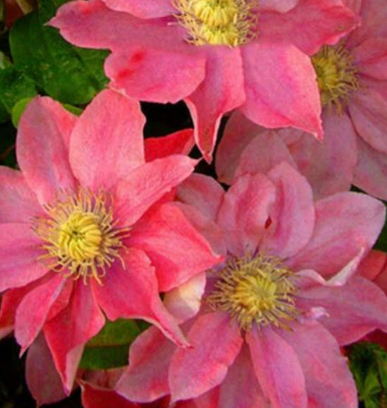 เคล็มแมทิส (Clematis) คละ / 50 เม็ด