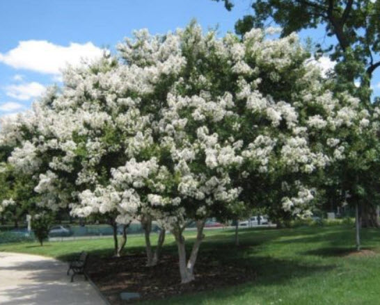 ยี่เข่ง (Crepe Myrtle) ขาว / 25 เม็ด (Australia)