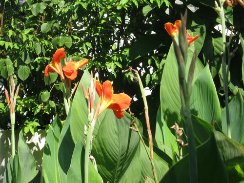 พุทธรักษา (Canna) สีส้ม-แดง / 10 เม็ด (ไทย)