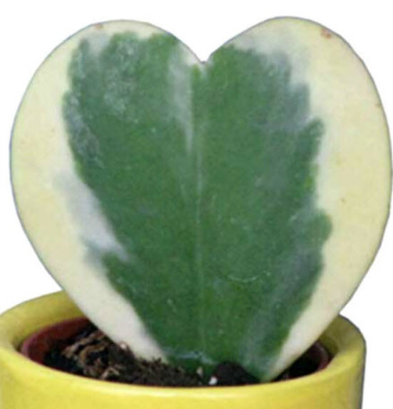 โฮย่าหัวใจด่าง (Hoya Kerrii Variegate) / 50 เม็ด