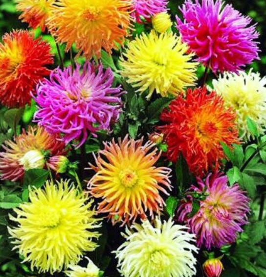 ดาห์เลีย แคคตัส (Dahlia pinnata - Cactus) คละ / 130 เม็ด (UK)*