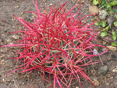 เฟอโรแคคตัส แกลซิลิส หรือแคคตัสแดง (Ferocactus Glacilis) / 15 เม็ด (Spain)