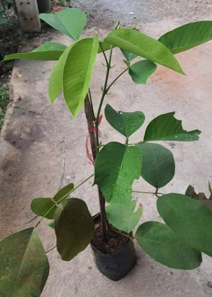 ต้น อัญชันต้น ดอกหอม ดอกดก ออกเป็นพวง สูง 60-80 ซ.ม. ปลูกประดับบ้าน