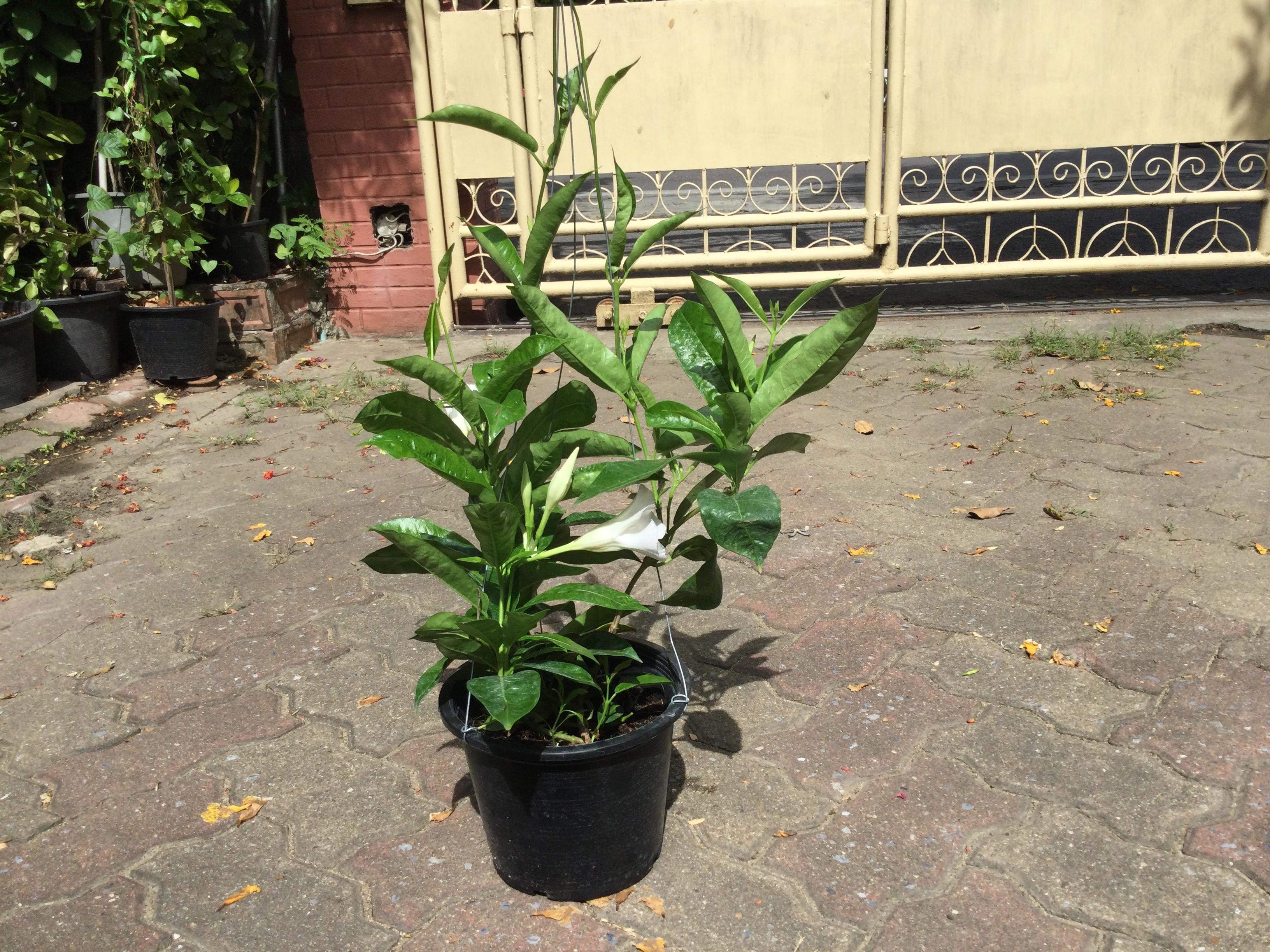 ต้นอมรเบิกฟ้าสีขาว หรืออรุณเบิกฟ้า กระถางแขวน / ต้น