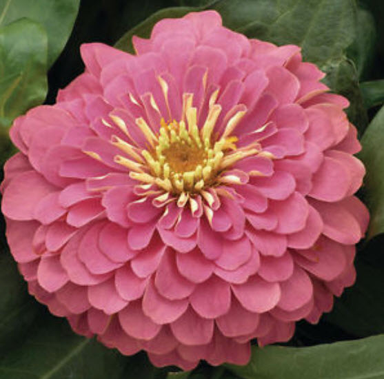 บานชื่น (Zinnia Dream) สีม่วง-ชมพู / 50 เม็ด (Ukraine)