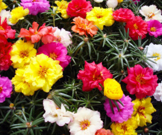 แพรเซี่ยงไฮ้ (Moss-rose) คละ / 200 เม็ด (China)