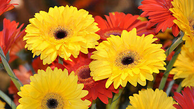 เยอบีร่า (Gerbera) คละ / 100 เม็ด (นอก)