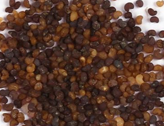 กล็อกซีเนีย (Gloxinia) คละ / 100 เม็ด (นอก)