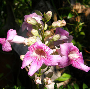 พราวชมพู หรือชมพูฮาวาย (Queen of Sheba / Bignone Rose) / 10 เม็ด (France)*