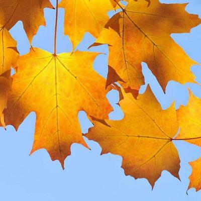 เมเปิ้ล Sugar Maple Syrup หรือ Rock Maple เหลือง / 25 เม็ด