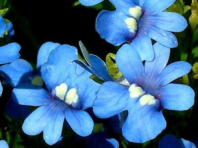 เนมีเซีย บลู เจ็ม (Nemesia Blue Gem) สีฟ้า / 1,300 เม็ด (Poland)