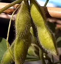 ถั่วแระญี่ปุ่น (Edamame) / 10 เม็ด (P2S)