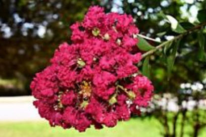 ยี่เข่ง สีแดง (Red Crepe Myrtle) / 5 เม็ด (USA)