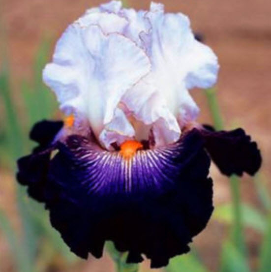 ไอริส (Bearded Iris) คละ / 50 เม็ด