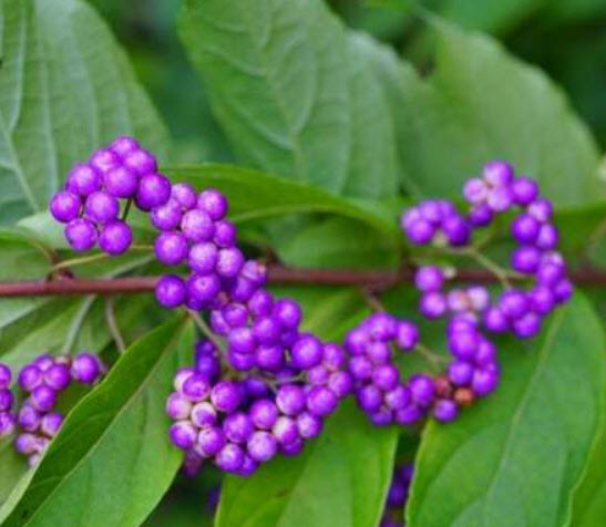 อเมริกันบิวตี้เบอรี่ (America Beauty Berry) / 10 เม็ด (USA)